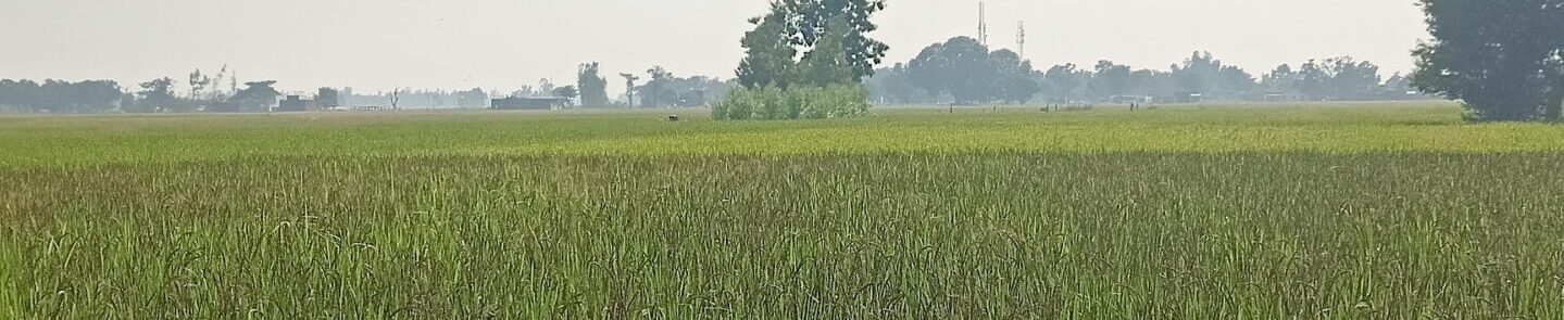 Kala namak healing farms