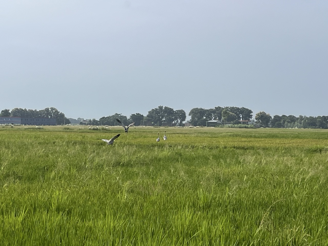 Kala Namak Healing Farms heritage rice and wetland initiative