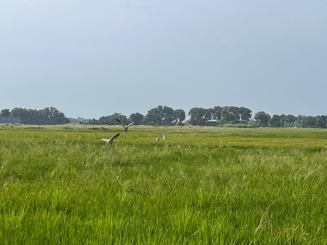 Wetland landscape near Kala Namak rice cultivation in Siddharthnagar
