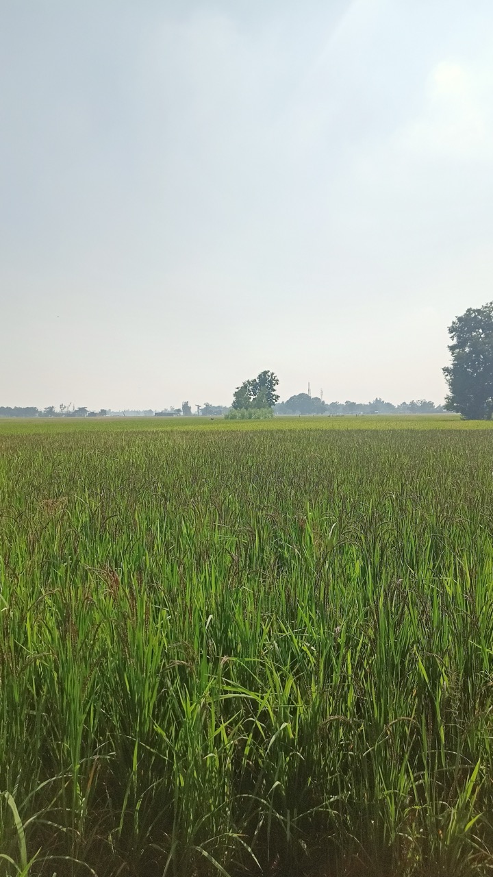 Kala Namak heritage rice from Siddharthnagar
