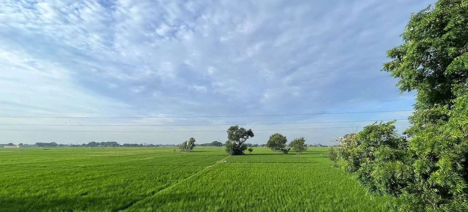 GI-tagged native Kala Namak rice fields in Siddharthnagar, Uttar Pradesh