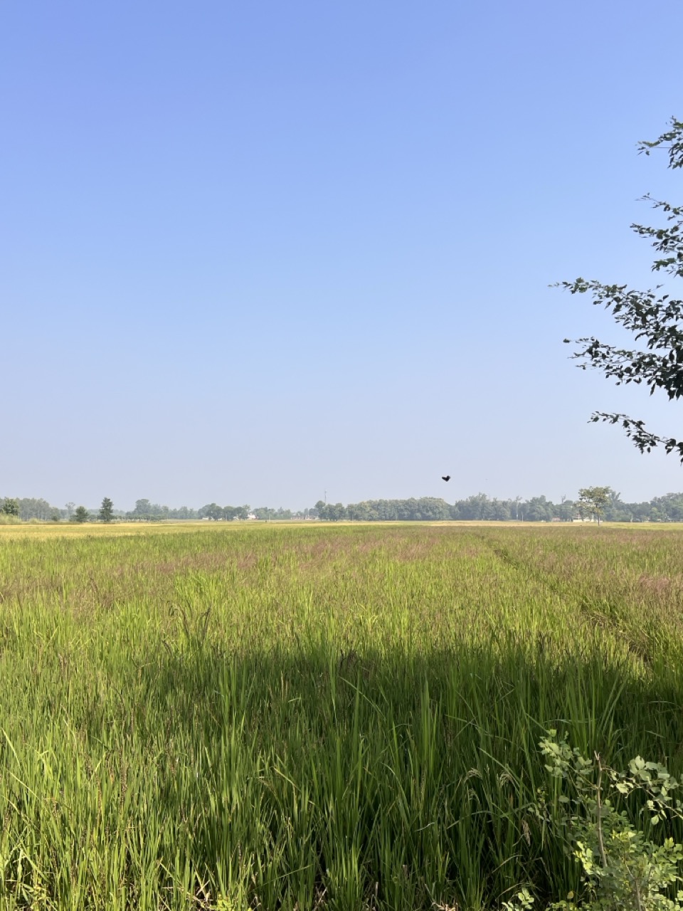 Kala Namak paddy fields near wetlands in Siddharthnagar