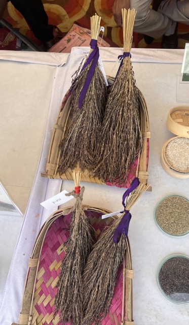 Kala Namak paddy plant growing in Siddharthnagar heritage fields