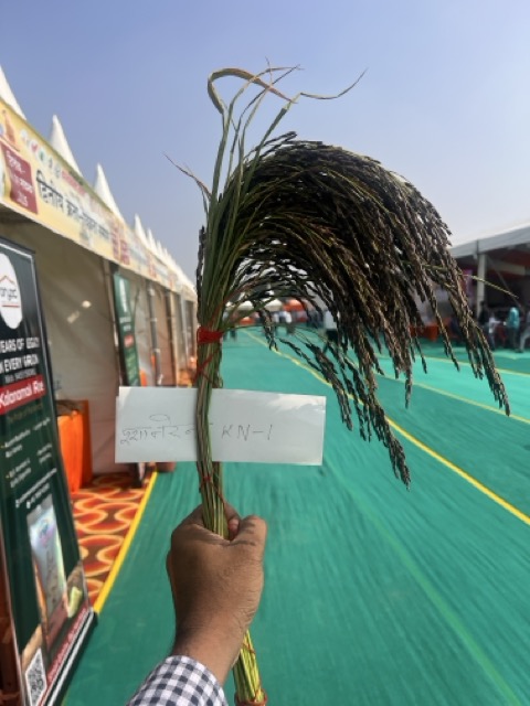 Siddharthnagar Kala Namak Rice Healing Grain