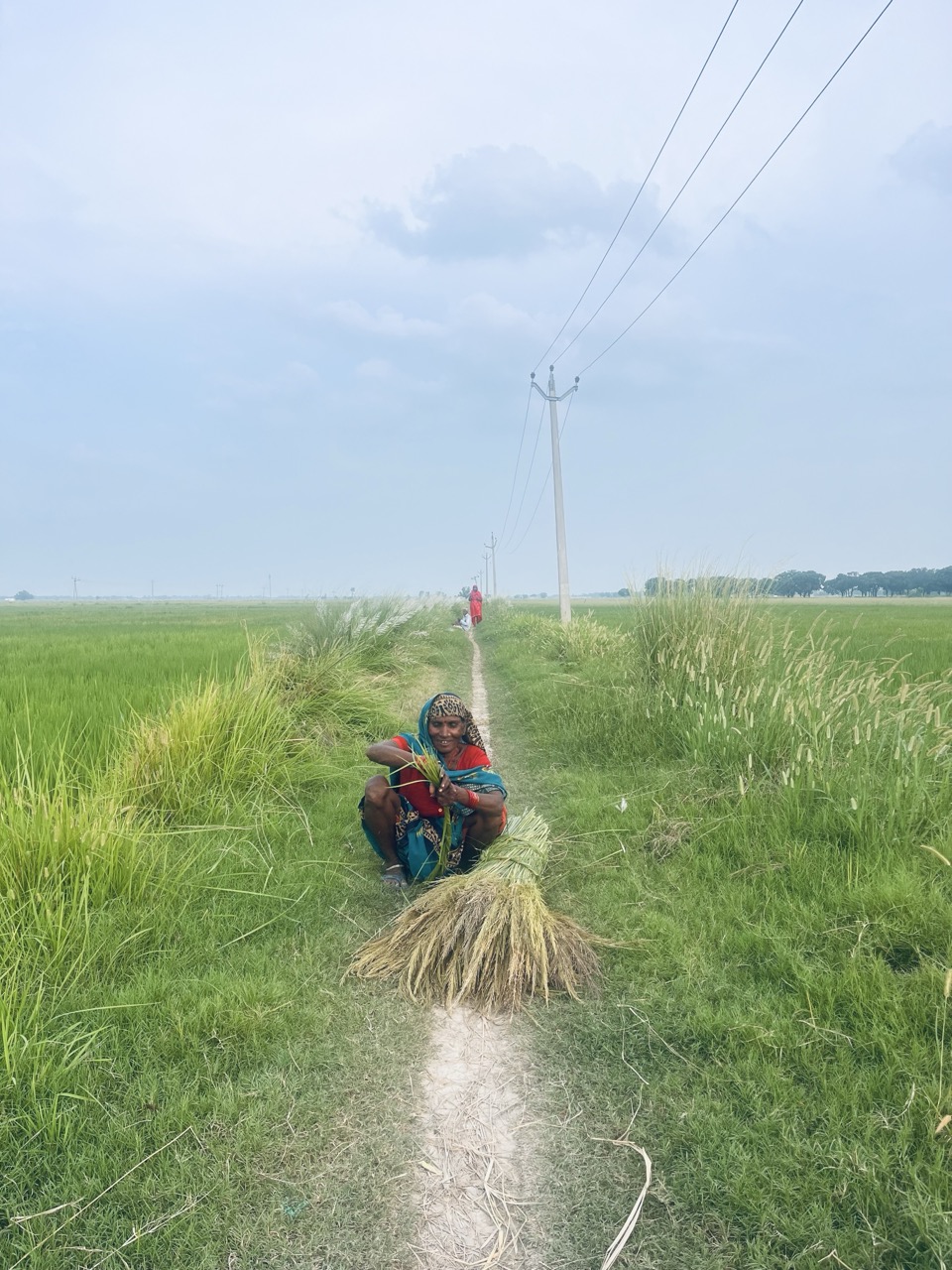 Rural women cultivating Kala Namak rice in wetland fields of Siddharthnagar