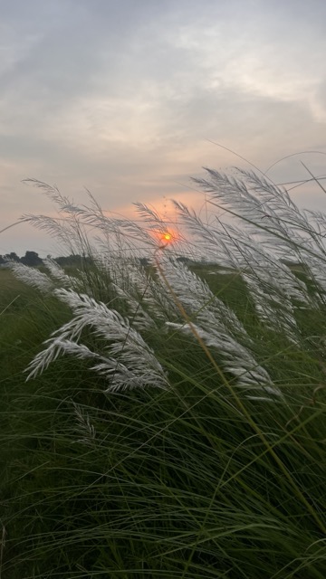 Kala Namak rice fields near the Gauri–Rapti wetland