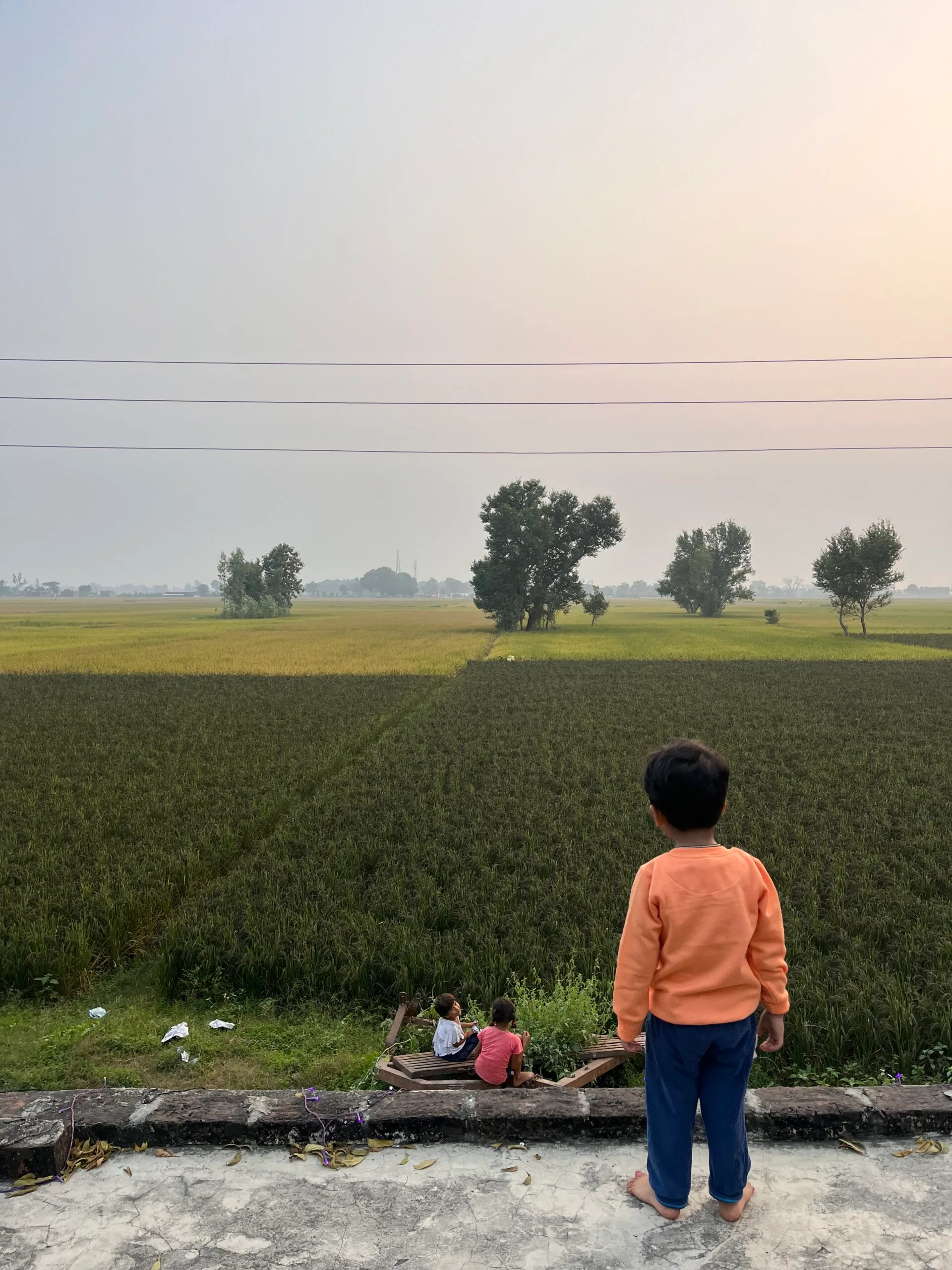 Native Kala Namak rice grown from traditional seed in Siddharthnagar