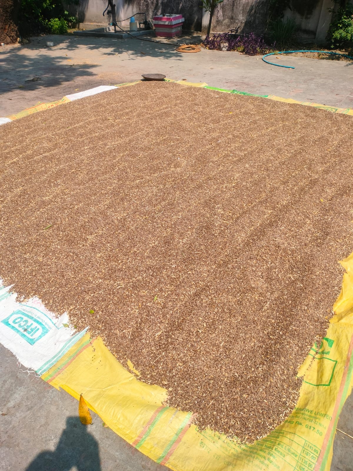 Black wheat benefits traditional grain India