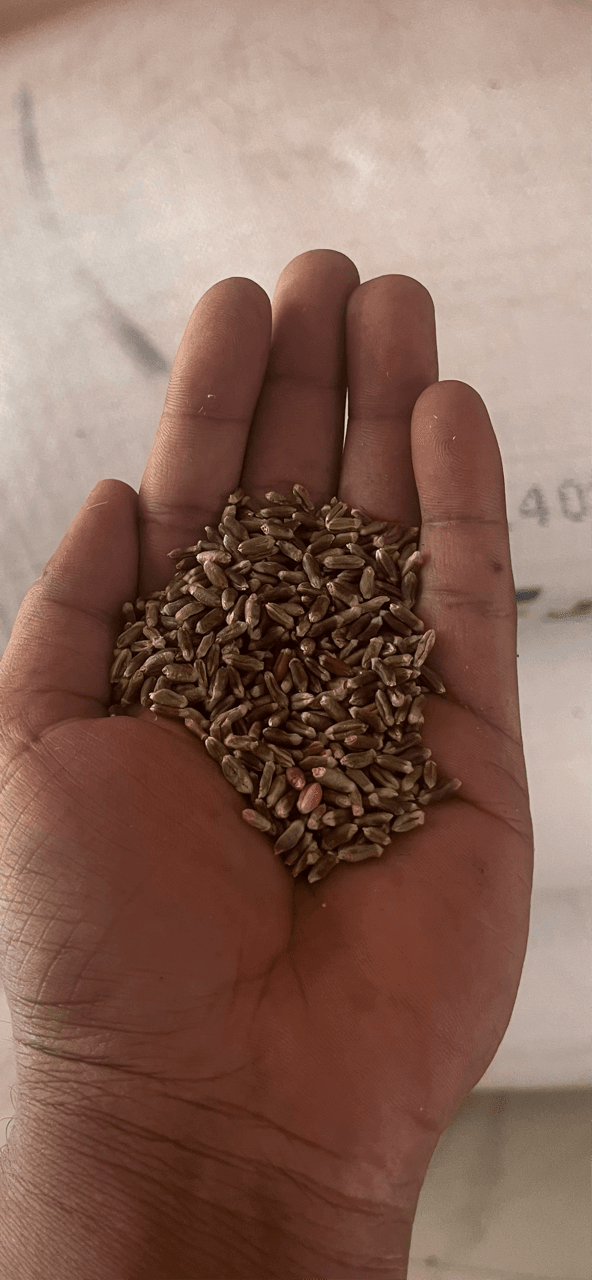 Black wheat grain close-up by Healing Grain sourced from Siddharthnagar farms