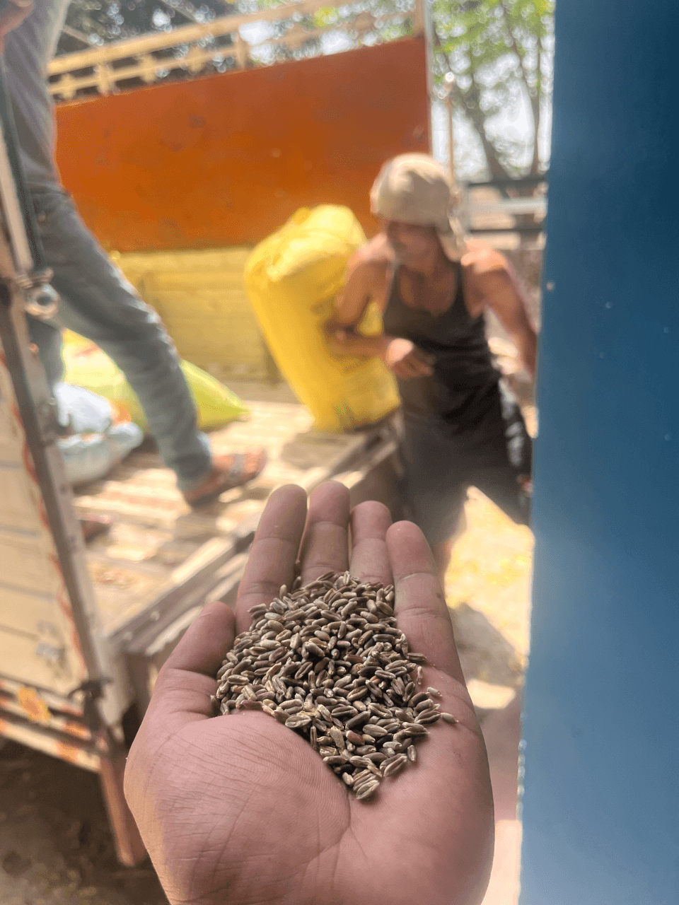 Traditional black wheat grain close up from India showing natural texture