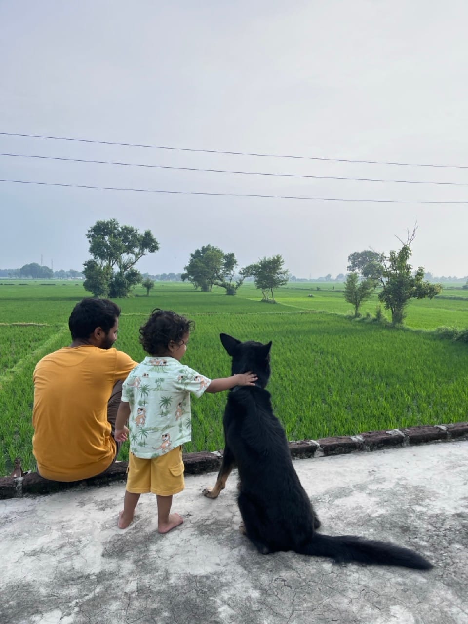 Child overlooking green Kala Namak rice fields beside a village home in Siddharthnagar
