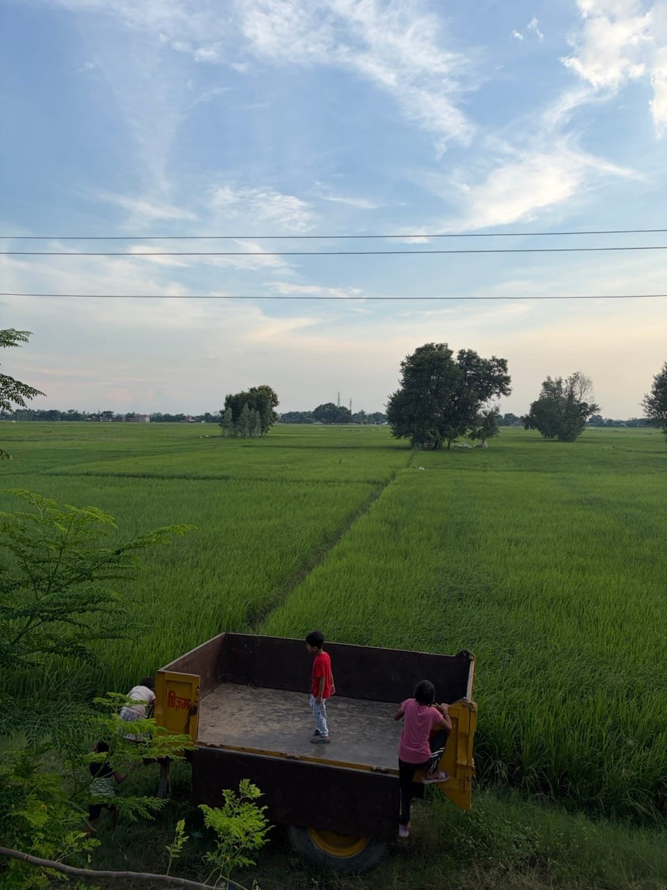 This year's lush green GI-tagged Kala Namak rice crop growing in Siddharthnagar, Uttar Pradesh